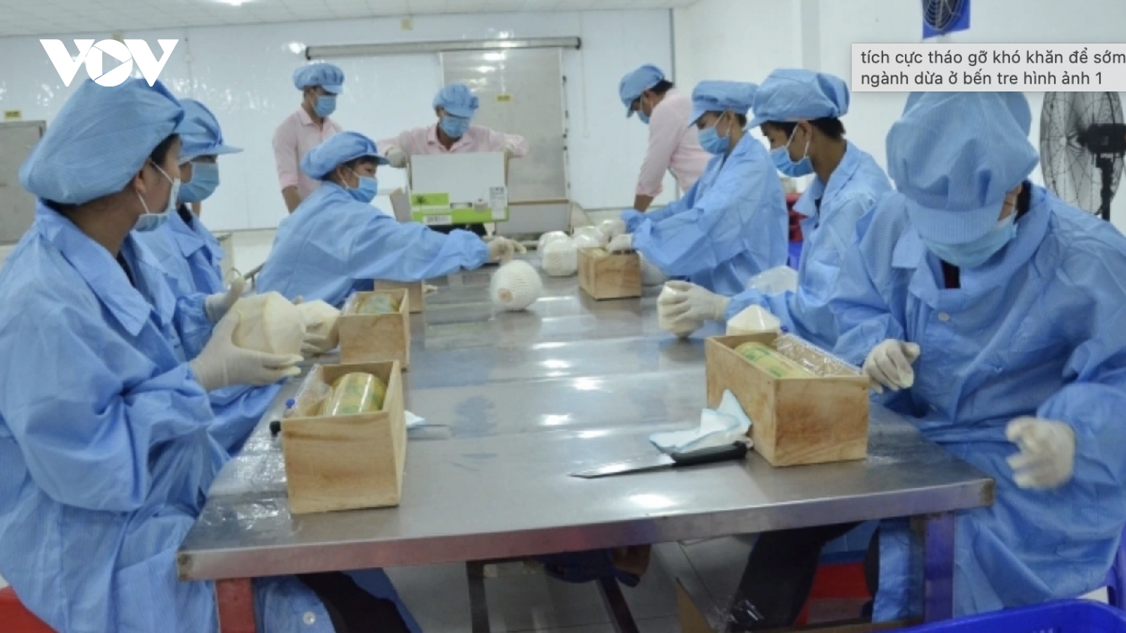 Vietnam ranks among world’s top five coconut exporters